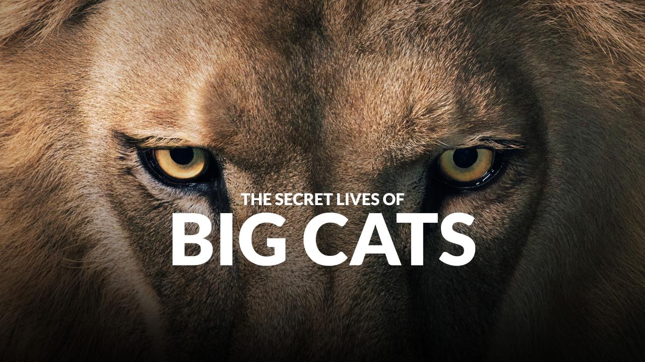 مسلسل Big Cats الموسم الاول الحلقة 1 الاولي مترجمة